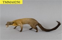 黃喉貂藏品圖，第8張